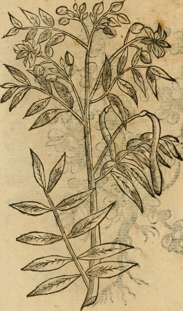 An illustration from Rerum medicarum Novae Hispaniae thesaurus, seu, Plantarum animalium mineralium Mexicanorum historia, 1651, leaf 423