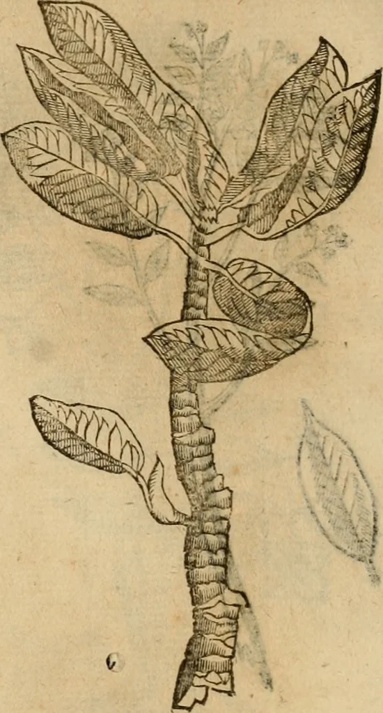 An illustration from Rerum medicarum Novae Hispaniae thesaurus, seu, Plantarum animalium mineralium Mexicanorum historia, 1651, leaf 423