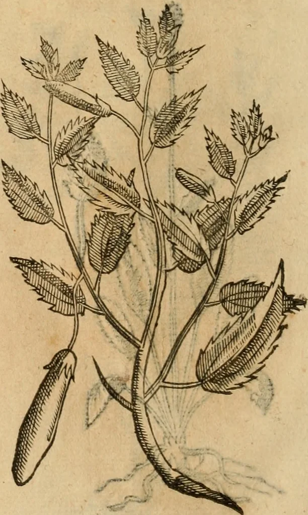 An illustration from Rerum medicarum Novae Hispaniae thesaurus, seu, Plantarum animalium mineralium Mexicanorum historia, 1651, leaf 423