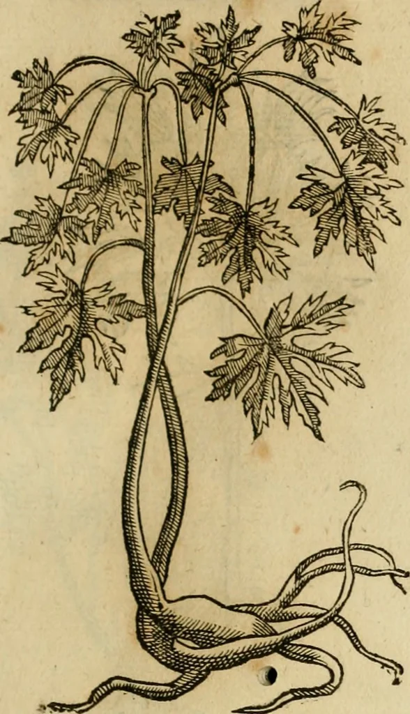 An illustration from Rerum medicarum Novae Hispaniae thesaurus, seu, Plantarum animalium mineralium Mexicanorum historia, 1651, leaf 424