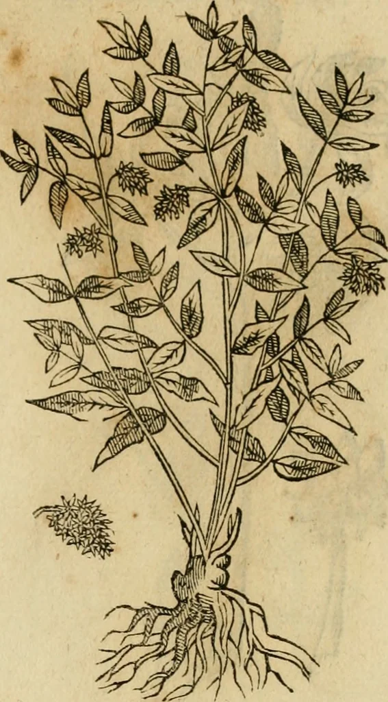 An illustration from Rerum medicarum Novae Hispaniae thesaurus, seu, Plantarum animalium mineralium Mexicanorum historia, 1651, leaf 424