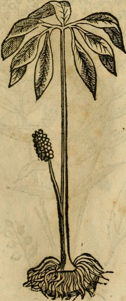 An illustration from Rerum medicarum Novae Hispaniae thesaurus, seu, Plantarum animalium mineralium Mexicanorum historia, 1651, leaf 424