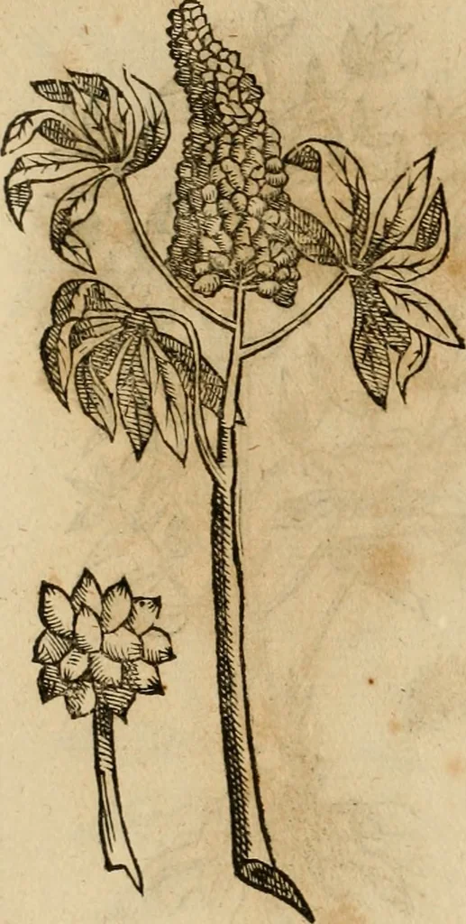 An illustration from Rerum medicarum Novae Hispaniae thesaurus, seu, Plantarum animalium mineralium Mexicanorum historia, 1651, leaf 425