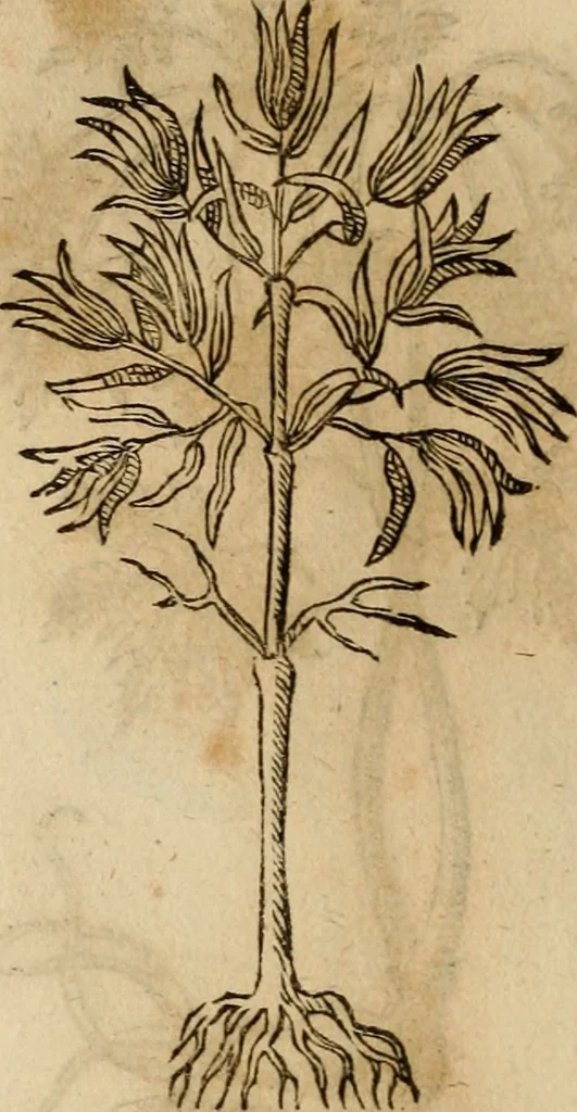 An illustration from Rerum medicarum Novae Hispaniae thesaurus, seu, Plantarum animalium mineralium Mexicanorum historia, 1651, leaf 425