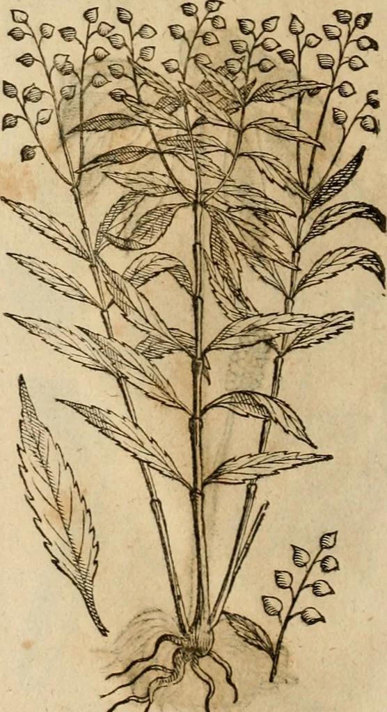 An illustration from Rerum medicarum Novae Hispaniae thesaurus, seu, Plantarum animalium mineralium Mexicanorum historia, 1651, leaf 425