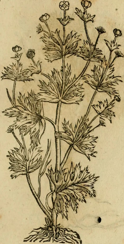 An illustration from Rerum medicarum Novae Hispaniae thesaurus, seu, Plantarum animalium mineralium Mexicanorum historia, 1651, leaf 426
