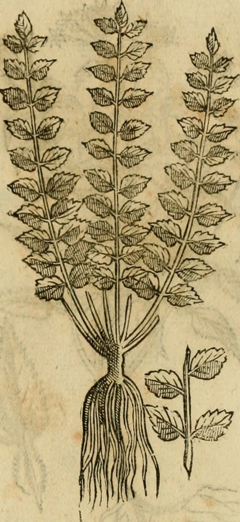 An illustration from Rerum medicarum Novae Hispaniae thesaurus, seu, Plantarum animalium mineralium Mexicanorum historia, 1651, leaf 426