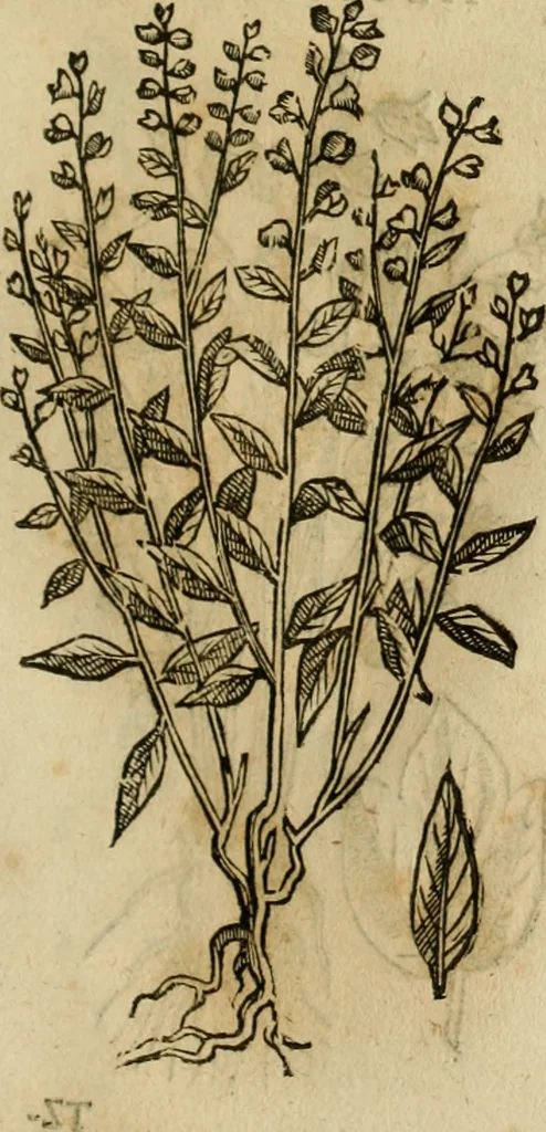 An illustration from Rerum medicarum Novae Hispaniae thesaurus, seu, Plantarum animalium mineralium Mexicanorum historia, 1651, leaf 426