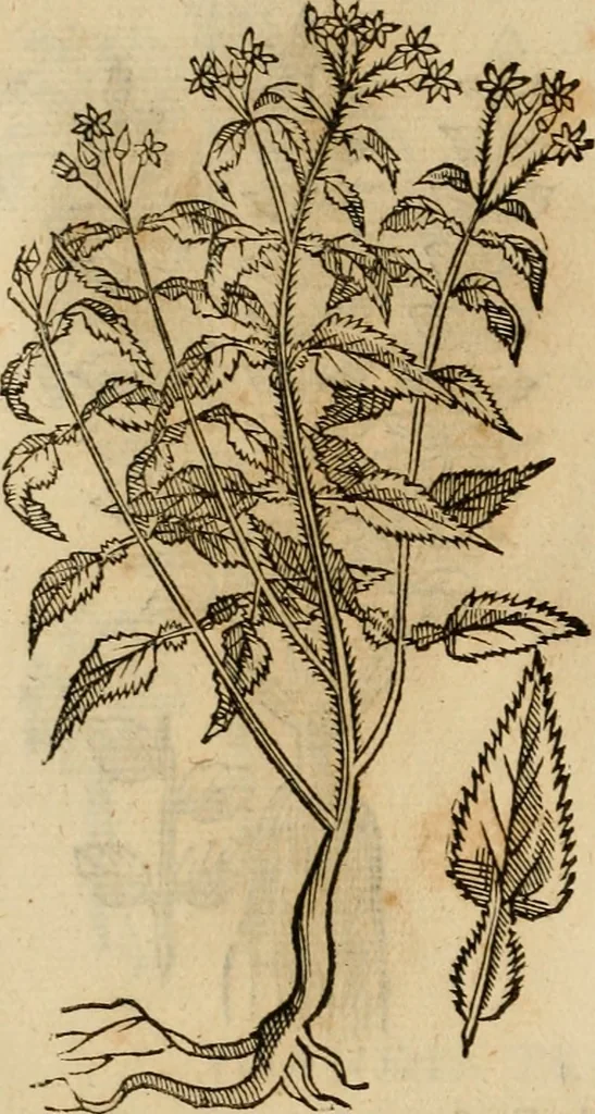 An illustration from Rerum medicarum Novae Hispaniae thesaurus, seu, Plantarum animalium mineralium Mexicanorum historia, 1651, leaf 427