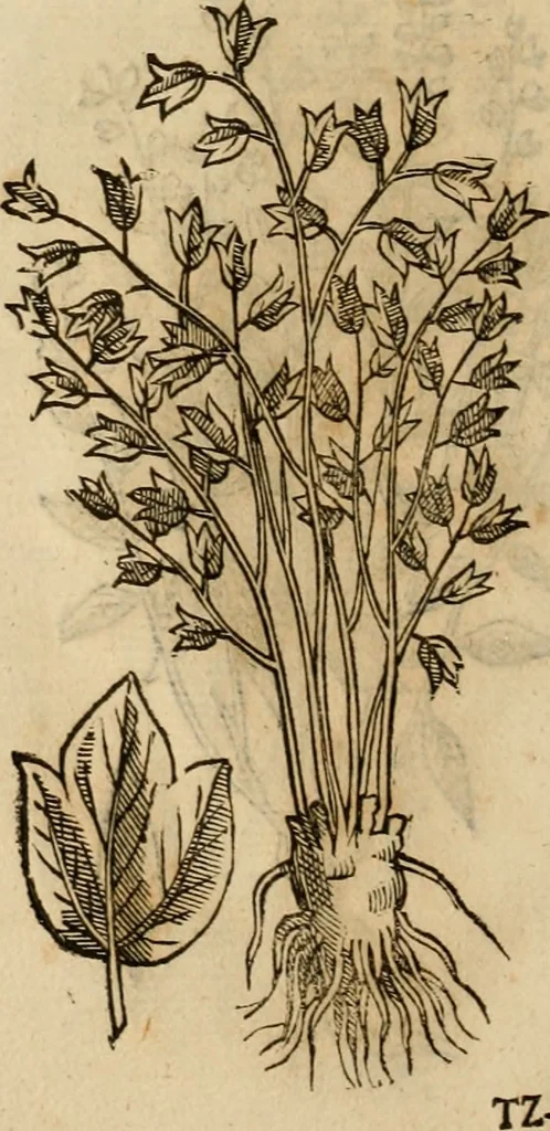 An illustration from Rerum medicarum Novae Hispaniae thesaurus, seu, Plantarum animalium mineralium Mexicanorum historia, 1651, leaf 427