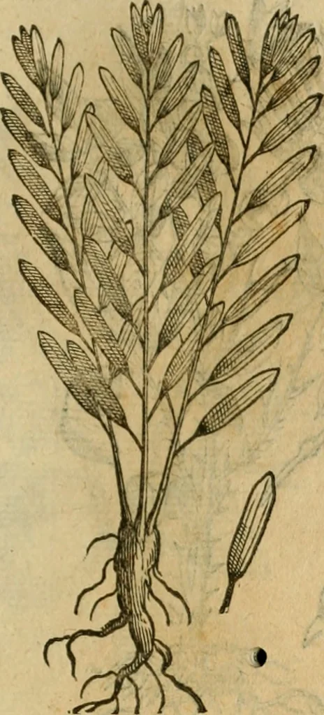 An illustration from Rerum medicarum Novae Hispaniae thesaurus, seu, Plantarum animalium mineralium Mexicanorum historia, 1651, leaf 428