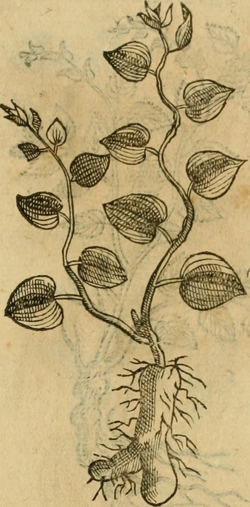 An illustration from Rerum medicarum Novae Hispaniae thesaurus, seu, Plantarum animalium mineralium Mexicanorum historia, 1651, leaf 428