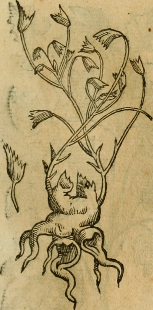 An illustration from Rerum medicarum Novae Hispaniae thesaurus, seu, Plantarum animalium mineralium Mexicanorum historia, 1651, leaf 428