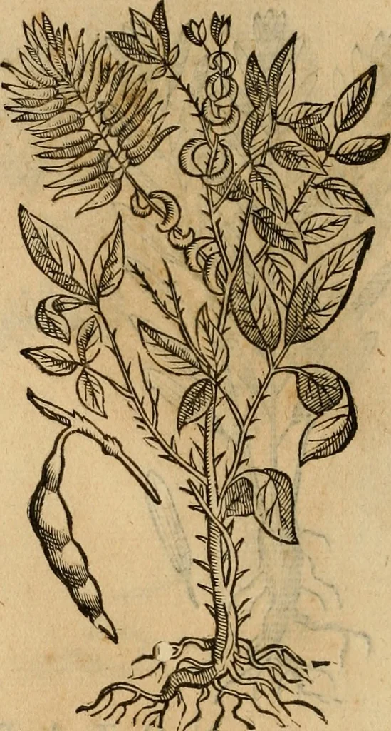 An illustration from Rerum medicarum Novae Hispaniae thesaurus, seu, Plantarum animalium mineralium Mexicanorum historia, 1651, leaf 429
