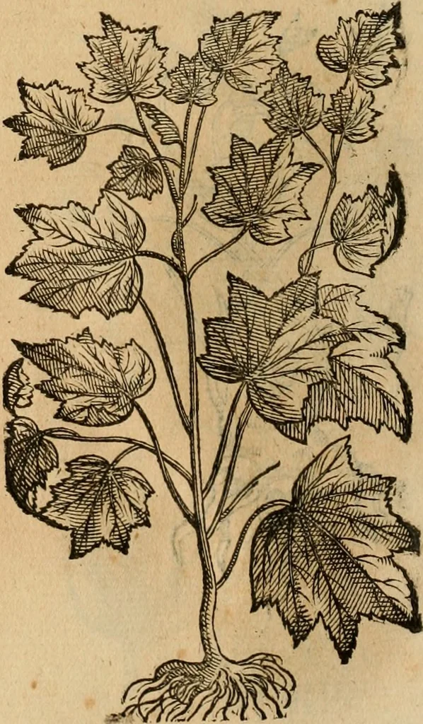 An illustration from Rerum medicarum Novae Hispaniae thesaurus, seu, Plantarum animalium mineralium Mexicanorum historia, 1651, leaf 429