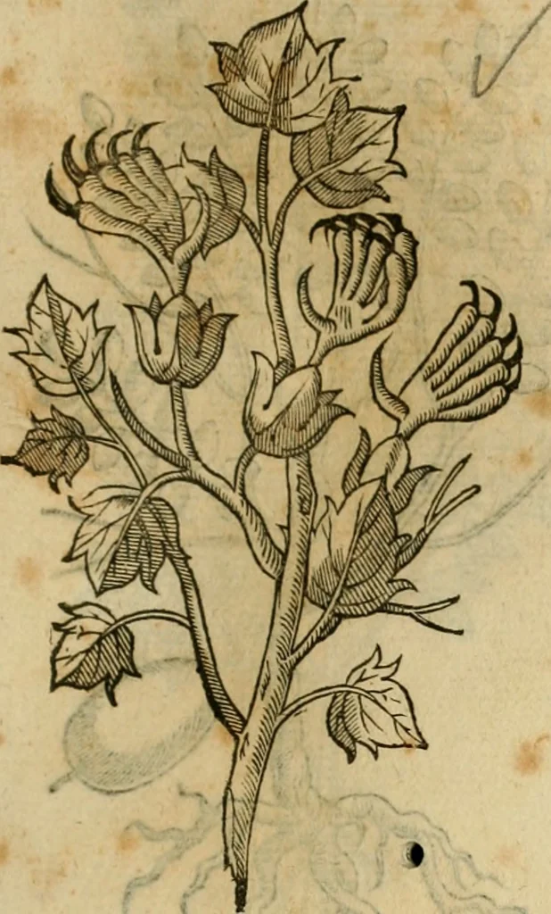 An illustration from Rerum medicarum Novae Hispaniae thesaurus, seu, Plantarum animalium mineralium Mexicanorum historia, 1651, leaf 430