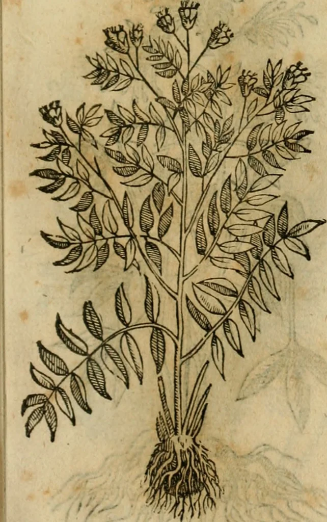 An illustration from Rerum medicarum Novae Hispaniae thesaurus, seu, Plantarum animalium mineralium Mexicanorum historia, 1651, leaf 430