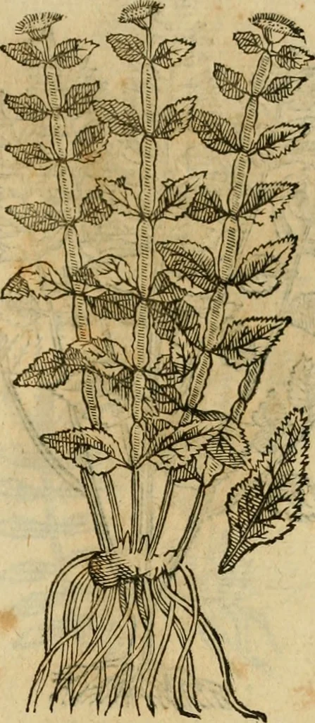 An illustration from Rerum medicarum Novae Hispaniae thesaurus, seu, Plantarum animalium mineralium Mexicanorum historia, 1651, leaf 430