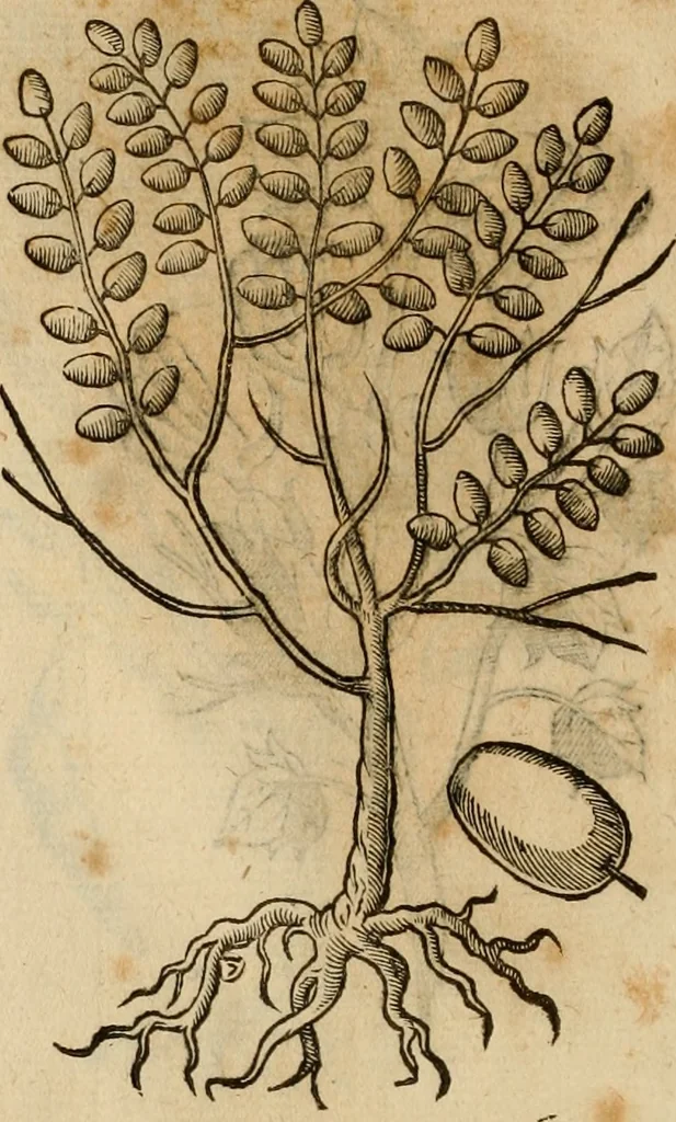 An illustration from Rerum medicarum Novae Hispaniae thesaurus, seu, Plantarum animalium mineralium Mexicanorum historia, 1651, leaf 431