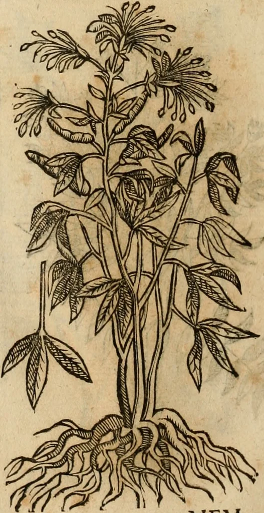 An illustration from Rerum medicarum Novae Hispaniae thesaurus, seu, Plantarum animalium mineralium Mexicanorum historia, 1651, leaf 431