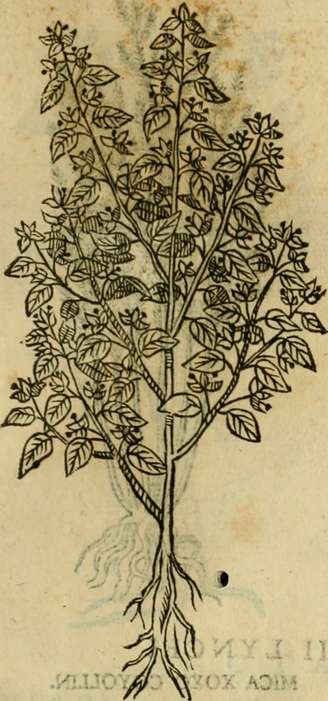 An illustration from Rerum medicarum Novae Hispaniae thesaurus, seu, Plantarum animalium mineralium Mexicanorum historia, 1651, leaf 432