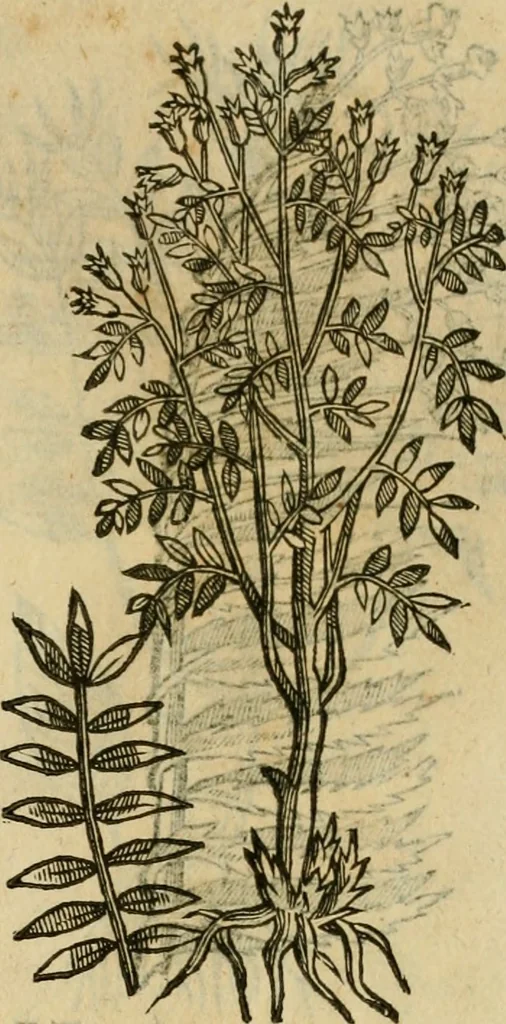 An illustration from Rerum medicarum Novae Hispaniae thesaurus, seu, Plantarum animalium mineralium Mexicanorum historia, 1651, leaf 432