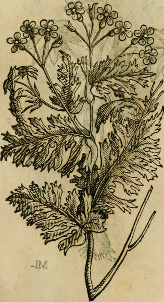 An illustration from Rerum medicarum Novae Hispaniae thesaurus, seu, Plantarum animalium mineralium Mexicanorum historia, 1651, leaf 432