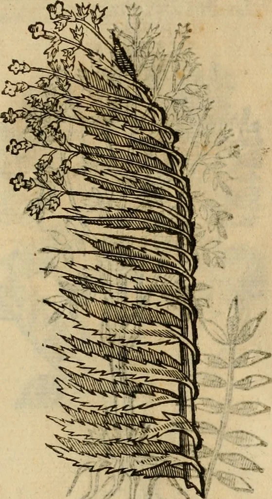 An illustration from Rerum medicarum Novae Hispaniae thesaurus, seu, Plantarum animalium mineralium Mexicanorum historia, 1651, leaf 433