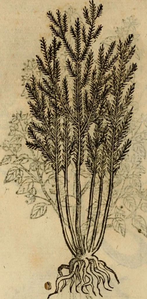 An illustration from Rerum medicarum Novae Hispaniae thesaurus, seu, Plantarum animalium mineralium Mexicanorum historia, 1651, leaf 433