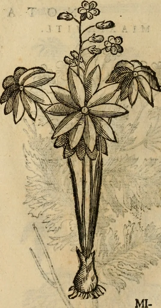 An illustration from Rerum medicarum Novae Hispaniae thesaurus, seu, Plantarum animalium mineralium Mexicanorum historia, 1651, leaf 433