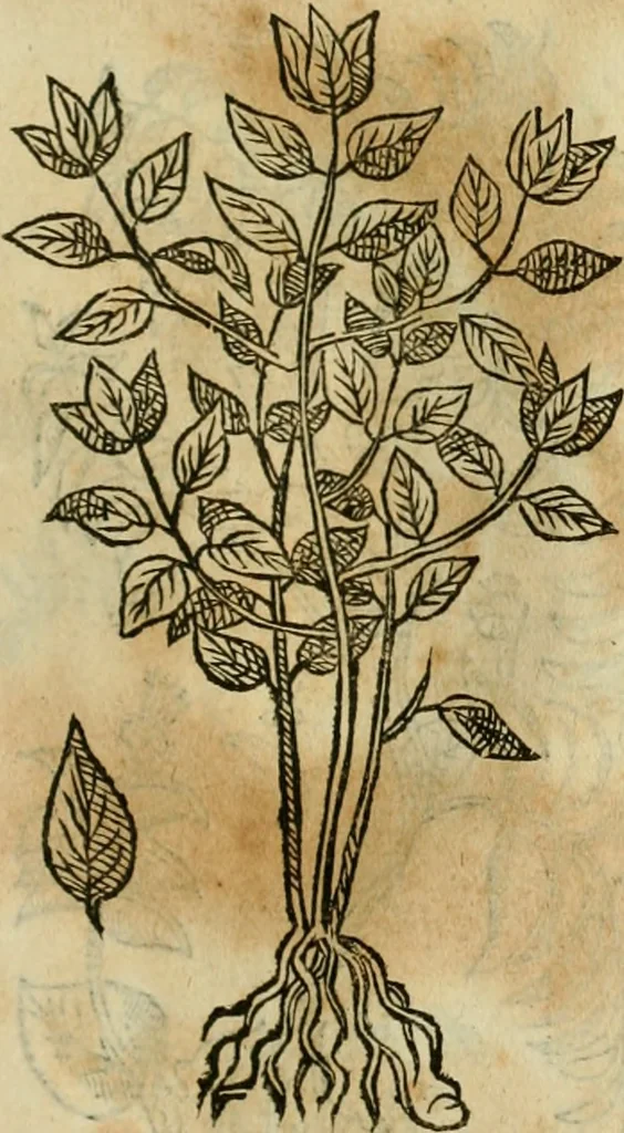 An illustration from Rerum medicarum Novae Hispaniae thesaurus, seu, Plantarum animalium mineralium Mexicanorum historia, 1651, leaf 434