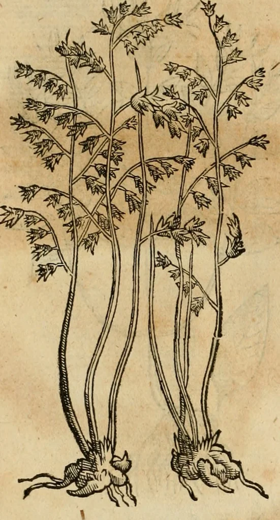 An illustration from Rerum medicarum Novae Hispaniae thesaurus, seu, Plantarum animalium mineralium Mexicanorum historia, 1651, leaf 435