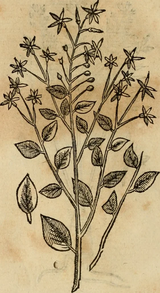 An illustration from Rerum medicarum Novae Hispaniae thesaurus, seu, Plantarum animalium mineralium Mexicanorum historia, 1651, leaf 435