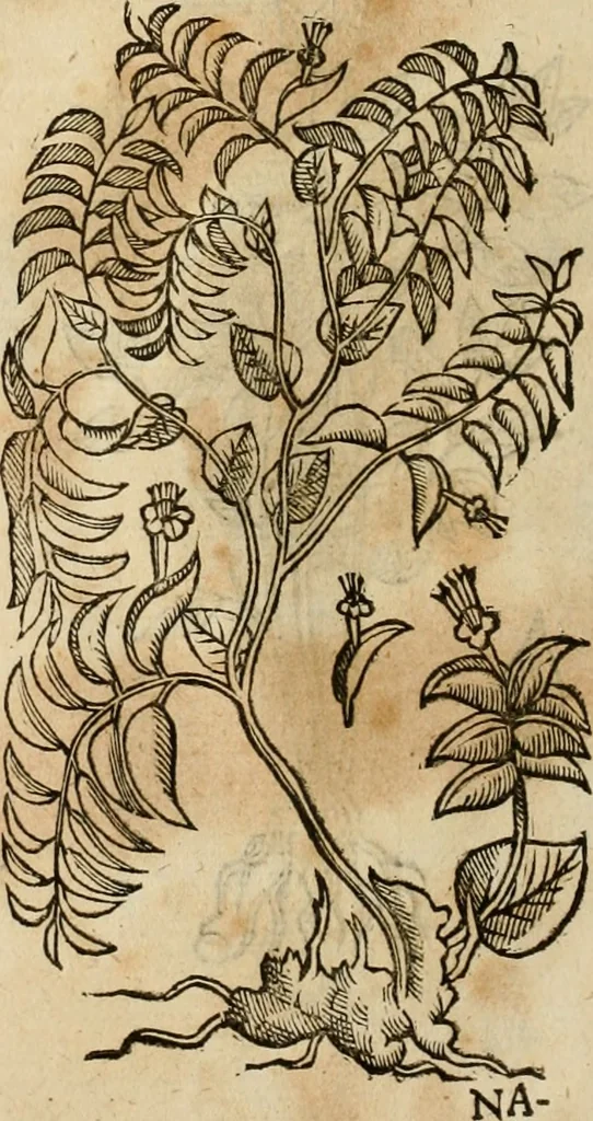 An illustration from Rerum medicarum Novae Hispaniae thesaurus, seu, Plantarum animalium mineralium Mexicanorum historia, 1651, leaf 435