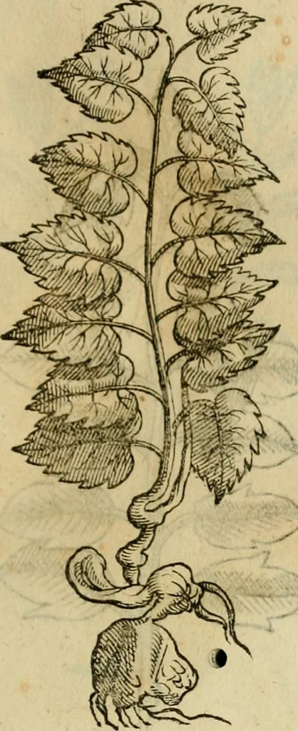 An illustration from Rerum medicarum Novae Hispaniae thesaurus, seu, Plantarum animalium mineralium Mexicanorum historia, 1651, leaf 436