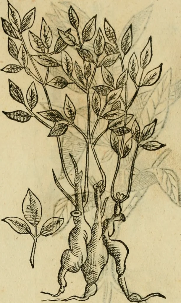 An illustration from Rerum medicarum Novae Hispaniae thesaurus, seu, Plantarum animalium mineralium Mexicanorum historia, 1651, leaf 436