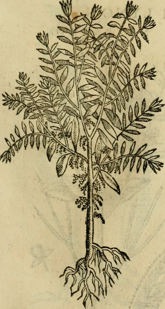 An illustration from Rerum medicarum Novae Hispaniae thesaurus, seu, Plantarum animalium mineralium Mexicanorum historia, 1651, leaf 436