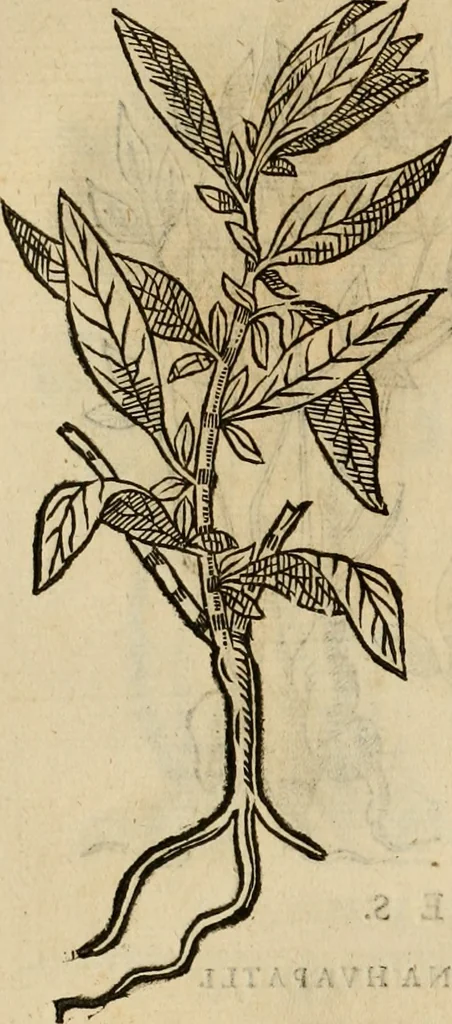 An illustration from Rerum medicarum Novae Hispaniae thesaurus, seu, Plantarum animalium mineralium Mexicanorum historia, 1651, leaf 437
