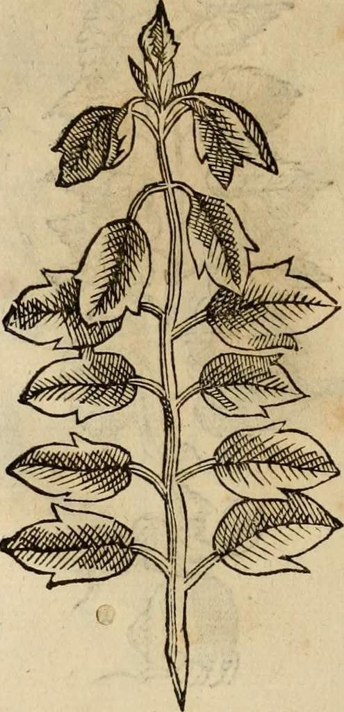 An illustration from Rerum medicarum Novae Hispaniae thesaurus, seu, Plantarum animalium mineralium Mexicanorum historia, 1651, leaf 437