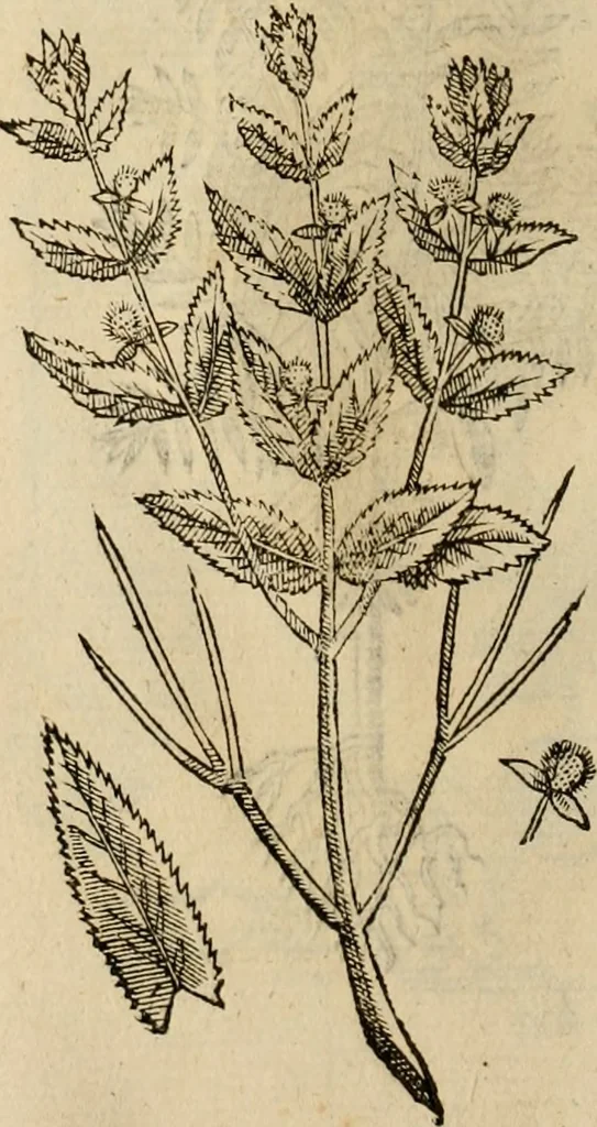 An illustration from Rerum medicarum Novae Hispaniae thesaurus, seu, Plantarum animalium mineralium Mexicanorum historia, 1651, leaf 437