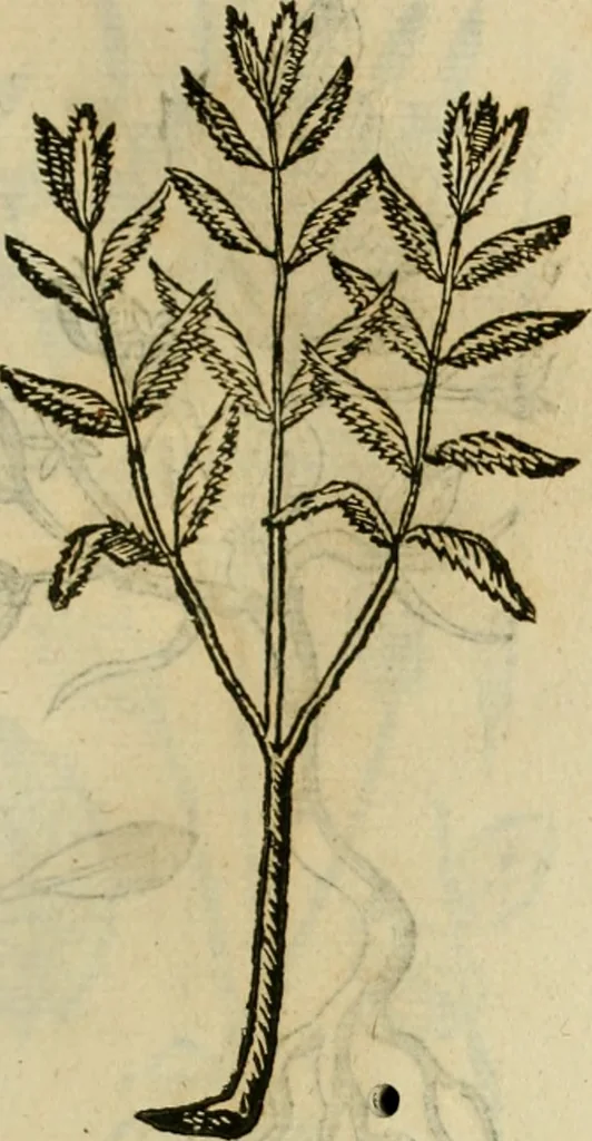 An illustration from Rerum medicarum Novae Hispaniae thesaurus, seu, Plantarum animalium mineralium Mexicanorum historia, 1651, leaf 438