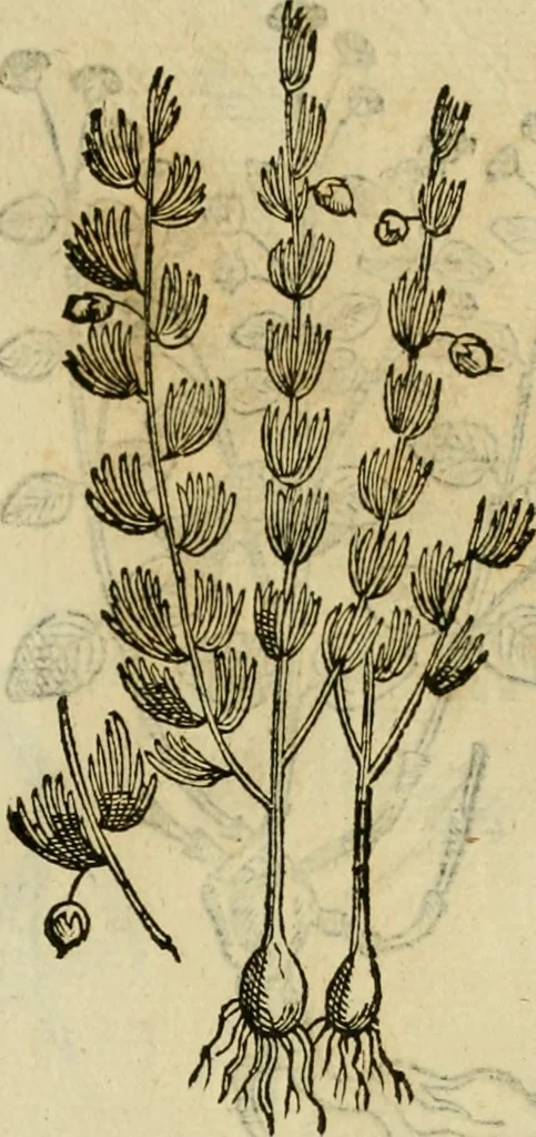 An illustration from Rerum medicarum Novae Hispaniae thesaurus, seu, Plantarum animalium mineralium Mexicanorum historia, 1651, leaf 438