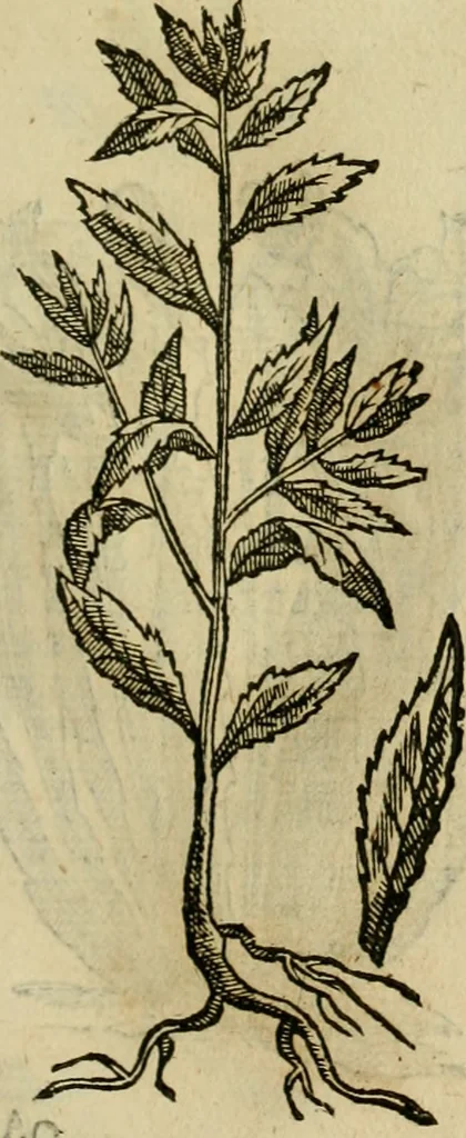 An illustration from Rerum medicarum Novae Hispaniae thesaurus, seu, Plantarum animalium mineralium Mexicanorum historia, 1651, leaf 438