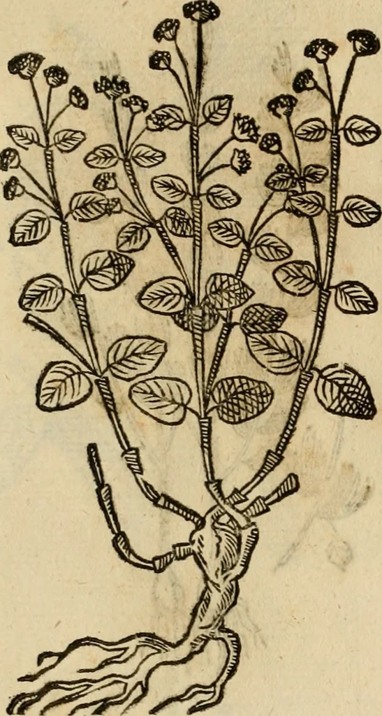 An illustration from Rerum medicarum Novae Hispaniae thesaurus, seu, Plantarum animalium mineralium Mexicanorum historia, 1651, leaf 439
