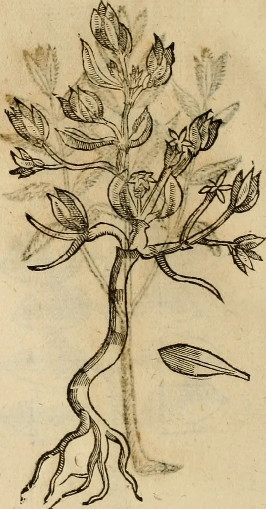 An illustration from Rerum medicarum Novae Hispaniae thesaurus, seu, Plantarum animalium mineralium Mexicanorum historia, 1651, leaf 439