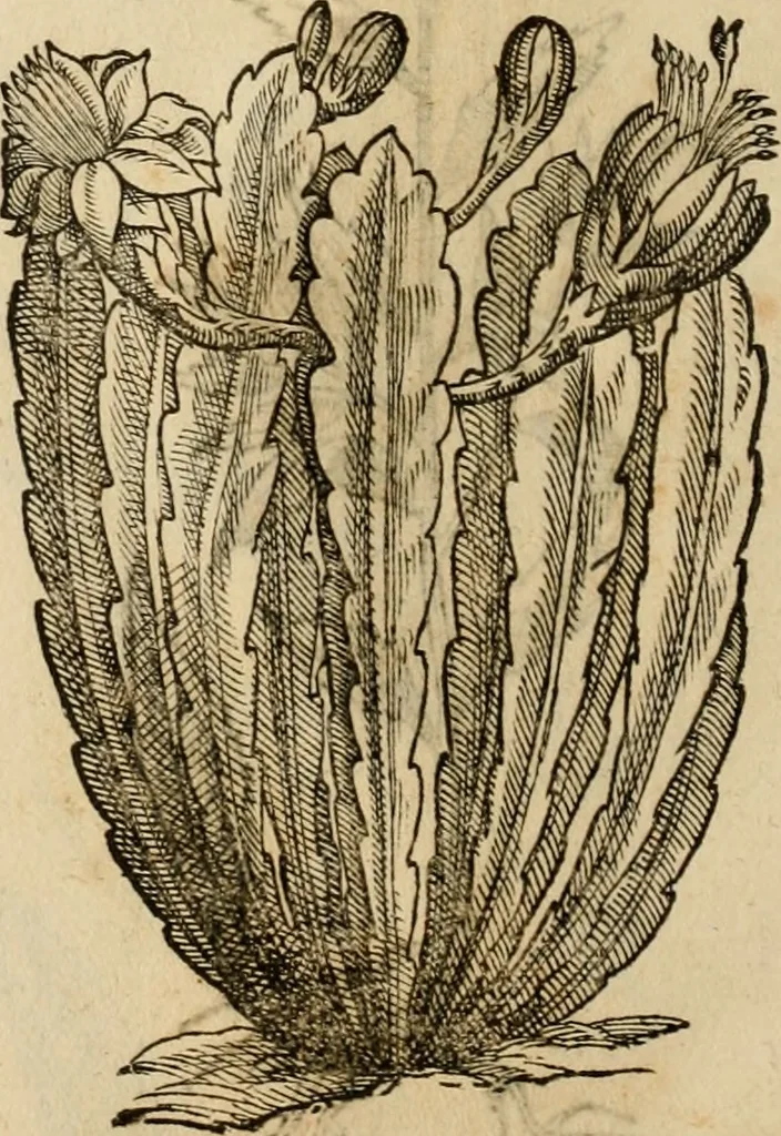 An illustration from Rerum medicarum Novae Hispaniae thesaurus, seu, Plantarum animalium mineralium Mexicanorum historia, 1651, leaf 439