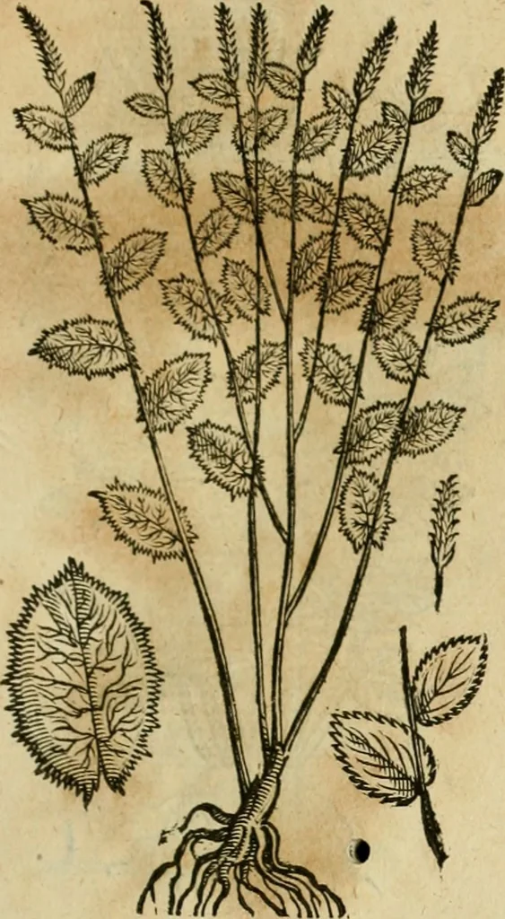An illustration from Rerum medicarum Novae Hispaniae thesaurus, seu, Plantarum animalium mineralium Mexicanorum historia, 1651, leaf 440