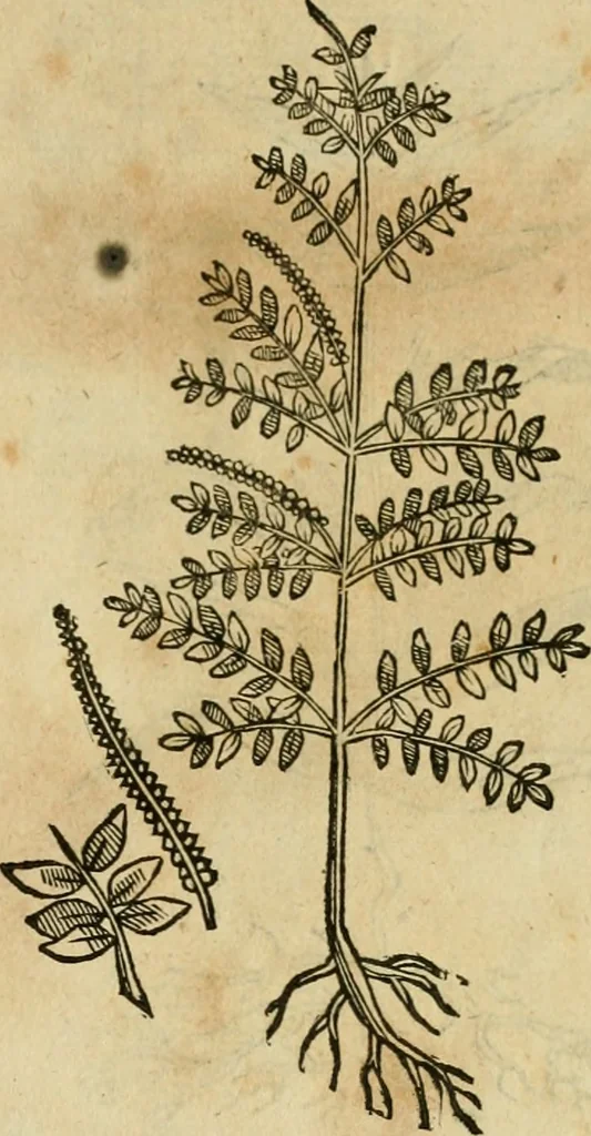 An illustration from Rerum medicarum Novae Hispaniae thesaurus, seu, Plantarum animalium mineralium Mexicanorum historia, 1651, leaf 440