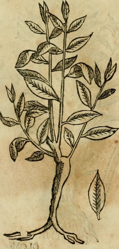 An illustration from Rerum medicarum Novae Hispaniae thesaurus, seu, Plantarum animalium mineralium Mexicanorum historia, 1651, leaf 440