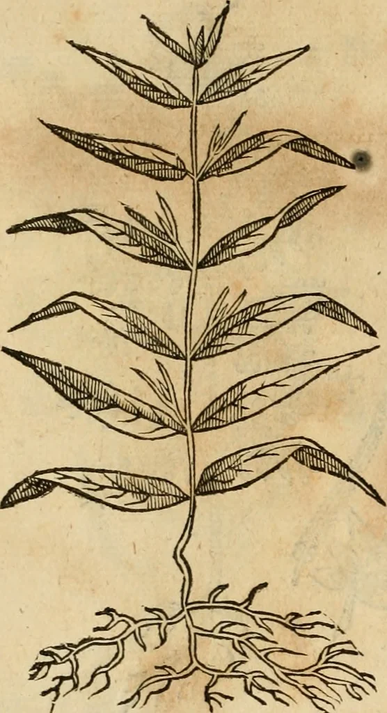 An illustration from Rerum medicarum Novae Hispaniae thesaurus, seu, Plantarum animalium mineralium Mexicanorum historia, 1651, leaf 441